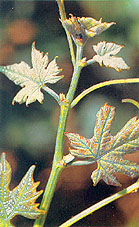 bourgeonnement du Cabernet franc