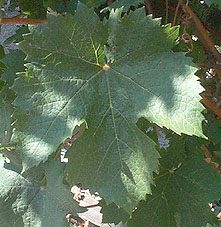 feuille du Cabernet franc