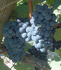 grappes du Cabernet franc