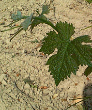 bourgeonnement du Cabernet-sauvignon