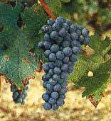 grappe du Cabernet-sauvignon