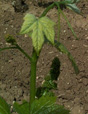 bourgeonnement du Carignan noir