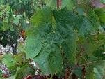 feuille du Carignan noir