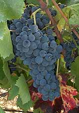 grappes du Carignan noir