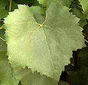 feuille du Chardonnay