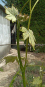 bourgeonnement du Cinsaut
