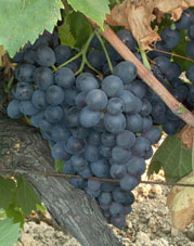 grappes du Cinsaut