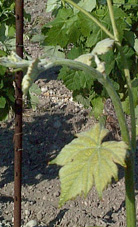 bourgeonnement de la Clairette blanche