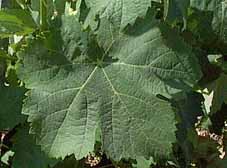 feuille de la Clairette blanche