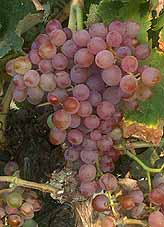 grappe de la Clairette rose