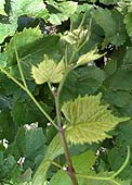 bourgeonnement du Gamay