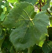 feuille du Gamay