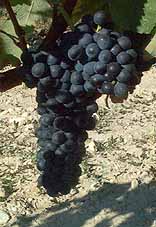 grappe du Gamay