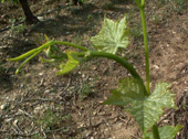 bourgeonnement du Grenache noir