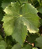 feuille du Grenache noir