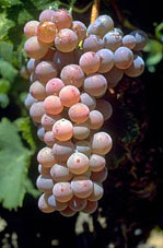 grappe du Grenache gris