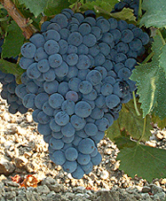 grappe du Grenache noir