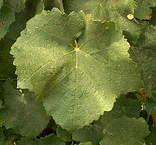 feuille du Mauzac blanc