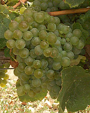 grappes du Mauzac blanc