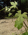 bourgeonnement du Merlot noir