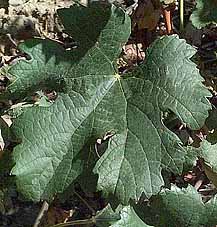 feuille du Merlot noir