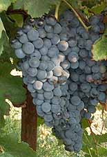 grappes du Merlot noir