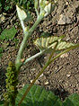 bourgeonnement du Mourvdre