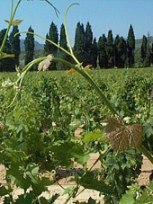 bourgeonnement du Muscat  petits grains
