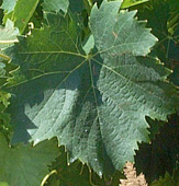 feuille du Muscat  petits grains