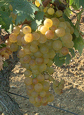 grappe du Muscat  petits grains blancs