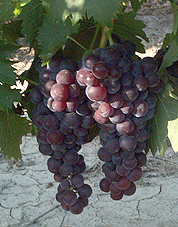 Muscat  petits grains noirs