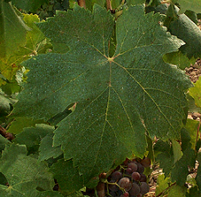 feuille du Piquepoul gris