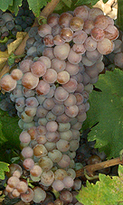 grappes du Piquepoul gris
