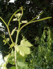 bourgeonnement du Rolle