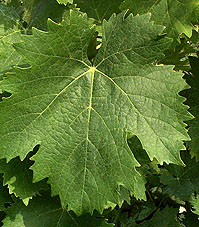 feuille du Rolle