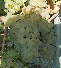 grappes du Rolle
