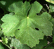 feuille de la Roussanne
