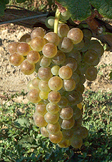 grappe de la Roussanne