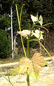bourgeonnement du Sauvignon