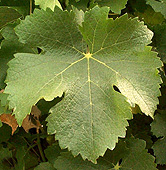 feuille du Sauvignon