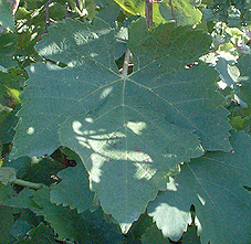 feuille de la Syrah