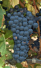grappes de la Syrah