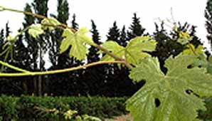 bourgeonnement du Vermentino