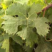 feuille du Vermentino